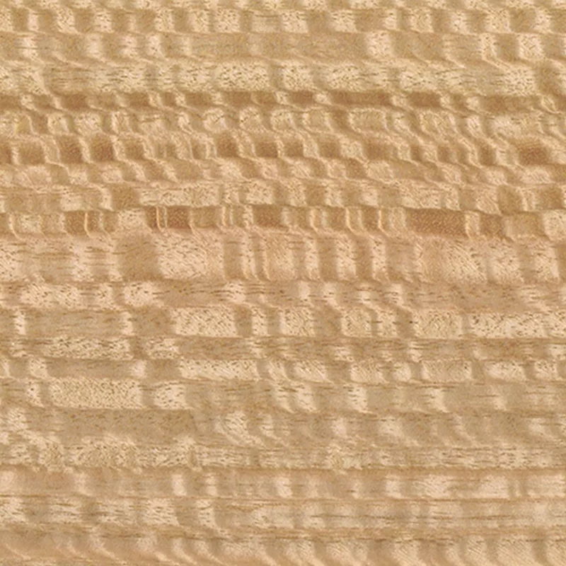 Eucalipto Frisé